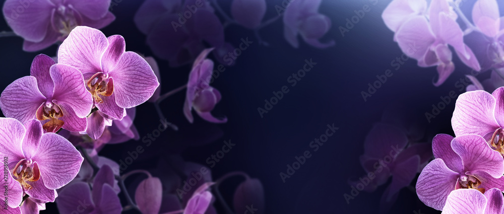 Fototapeta premium Tajemnicze orchidee