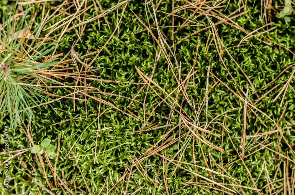 Mud sphagnum is a floral texture.