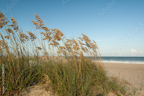 Canvas-taulu Sea Oats on the beach