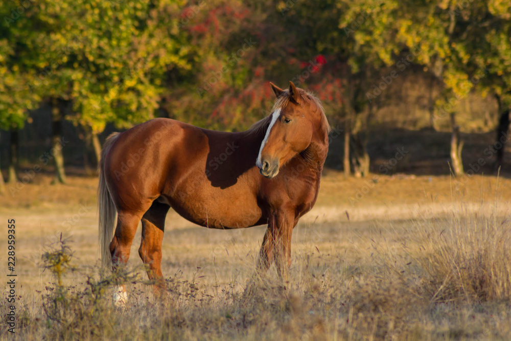 Brown beautiful horse in the autumn landscape. Brown beautiful horse in the autumn landscape.