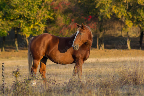 Brown beautiful horse in the autumn landscape.