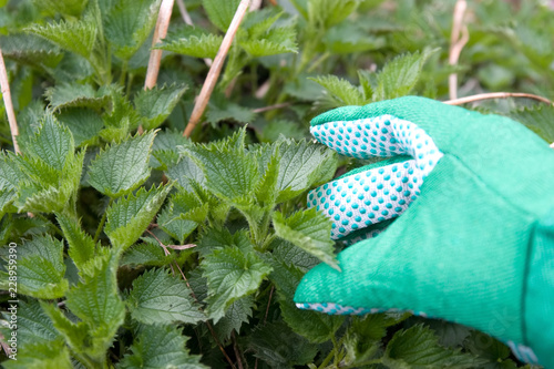 nettle