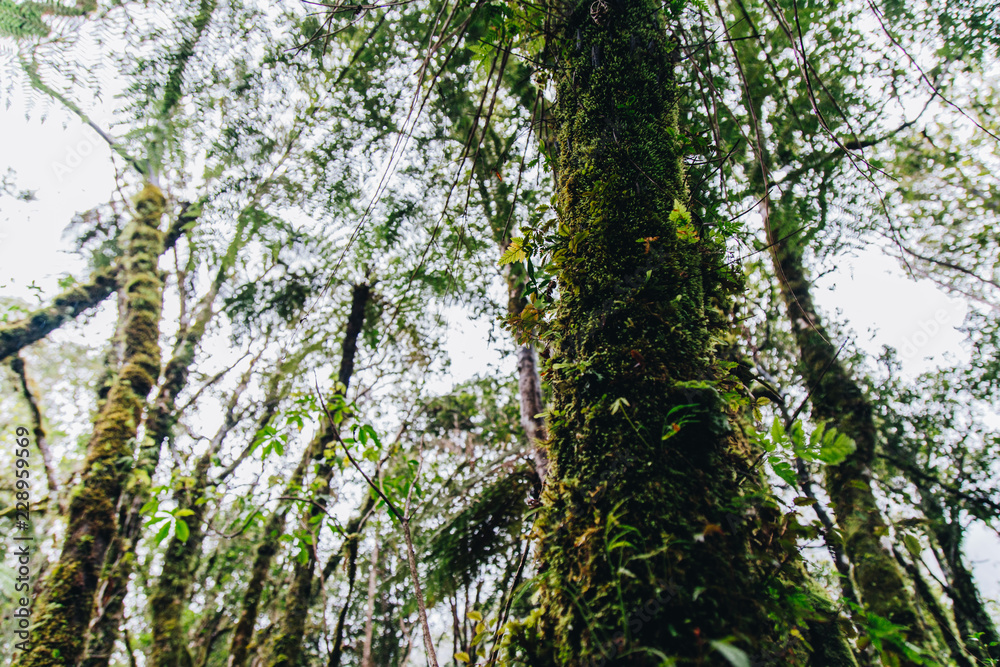 Fototapeta premium trees in the new Zealand forest