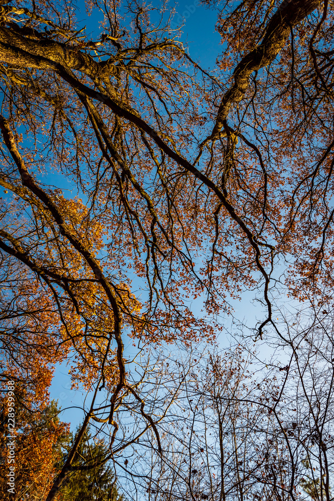 Autumn forest. Bottom-up view. Crowns of trees. Golden autumn. Autumn forest. Bottom-up view. Crowns of trees. Golden autumn.