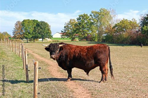bull of the breed Dexter cattle on a pasture