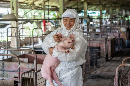 Asian veterinarian working and checking the healthy of young pig in hog farms, animal and pigs farm industry