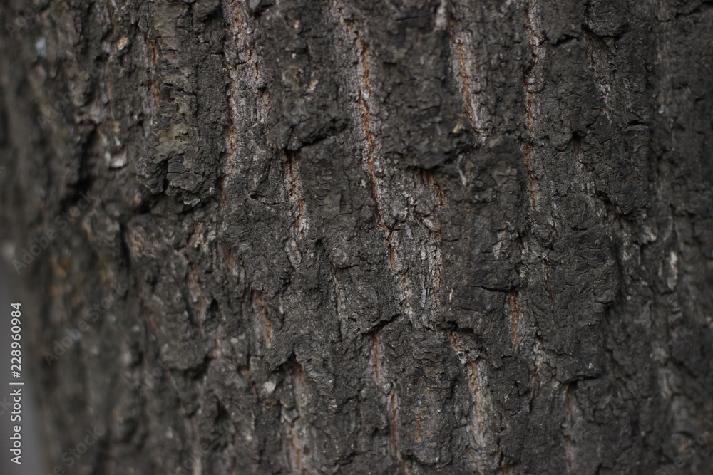 texture, stone, rock, bark, wall, tree, nature, abstract, pattern, rough, brown, textured, old, wood, material, backgrounds, surface, macro, natural texture, stone, rock, bark, wall, tree, nature, abstract, pattern, rough, brown, textured, old, wood, material, backgrounds, surface, macro, natural