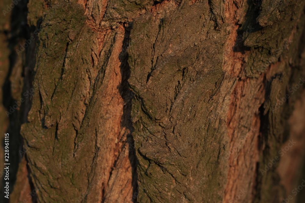 texture, stone, rock, bark, wall, tree, nature, abstract, pattern, rough, brown, textured, old, wood, material, backgrounds, surface, macro, natural texture, stone, rock, bark, wall, tree, nature, abstract, pattern, rough, brown, textured, old, wood, material, backgrounds, surface, macro, natural