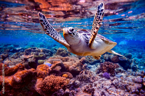 Valokuvatapetti Sea turtle swims under water on the background of coral reefs