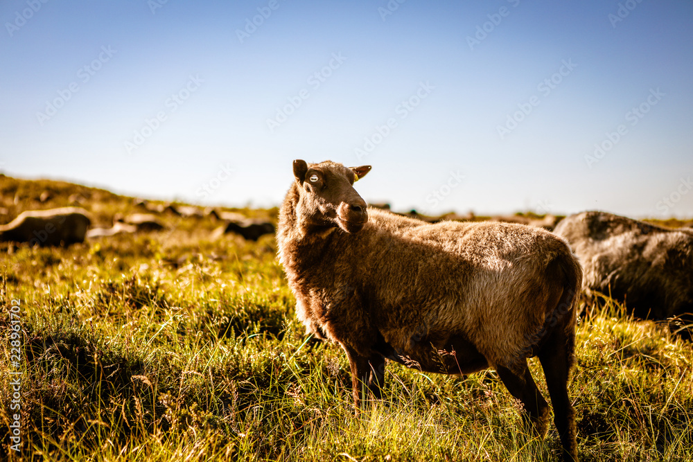 Obraz premium Schafe