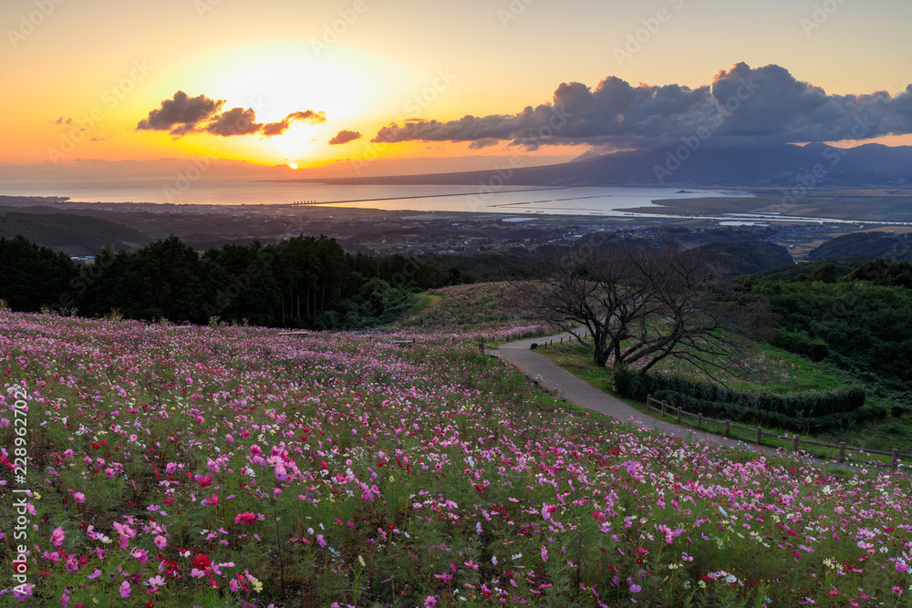 Fototapeta premium 白木峰のコスモス