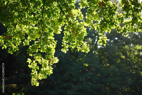 Eichenblätter  an einem Baum © detailfoto