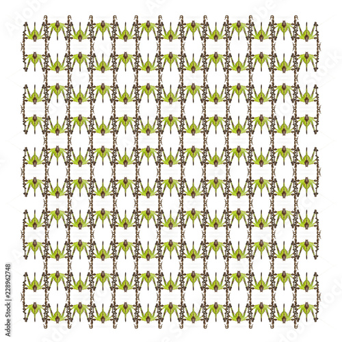 Grasshopper, Malaysian Leaf Katydid, Ancylecha fenestrata, in repeated pattern, in front of white background photo