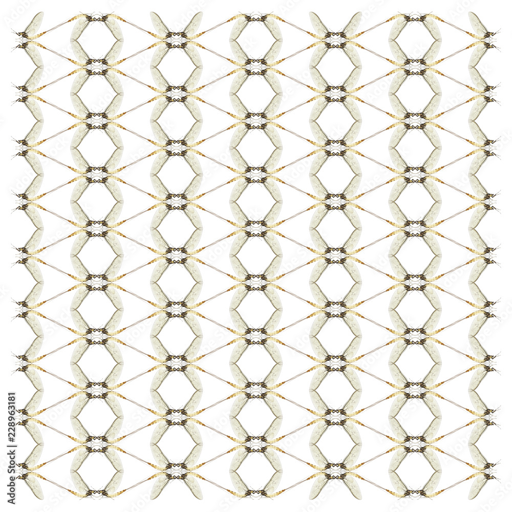 Mayfly, Ephemera danica, in repeated pattern, in front of white background