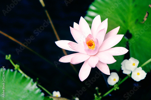 pink water lily in pond