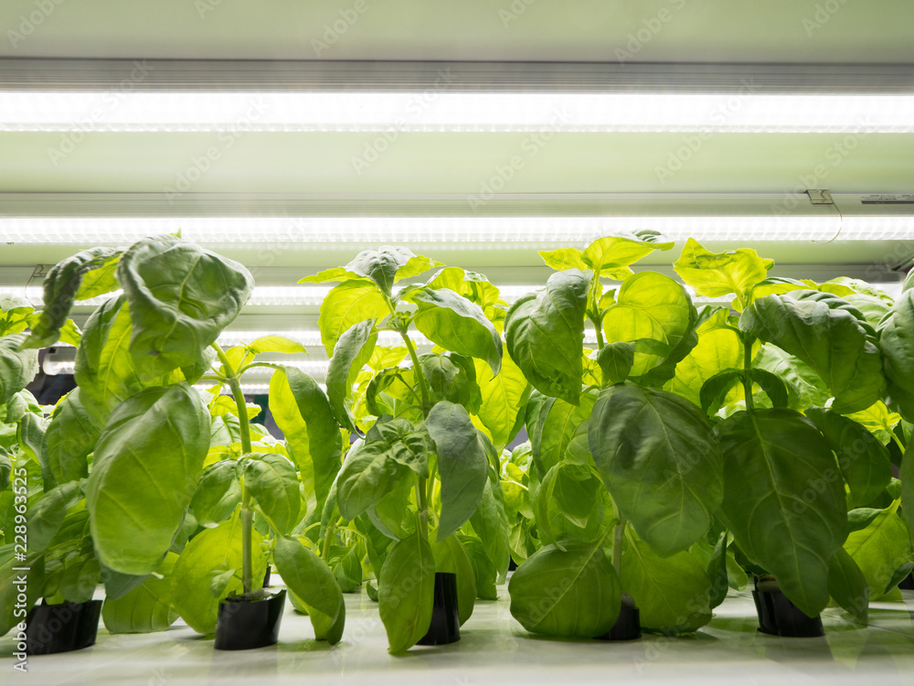 野菜工場 バジル 野菜工場 バジル