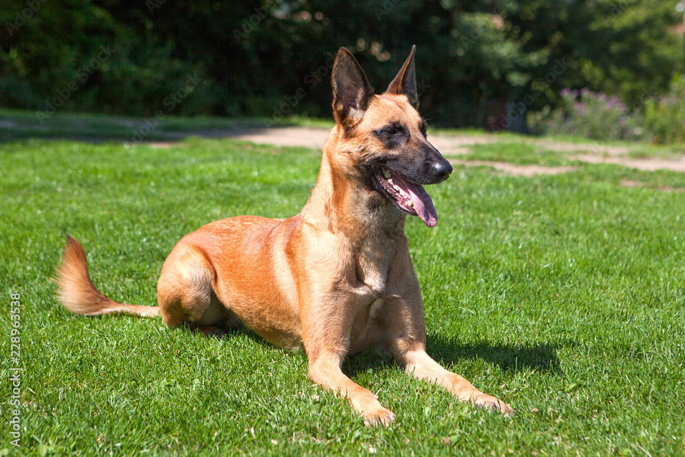 Malinois Laying Down, Belgian Shepherd bitch practicing stays outside in the sunshine Malinois Laying Down, Belgian Shepherd bitch practicing stays outside in the sunshine