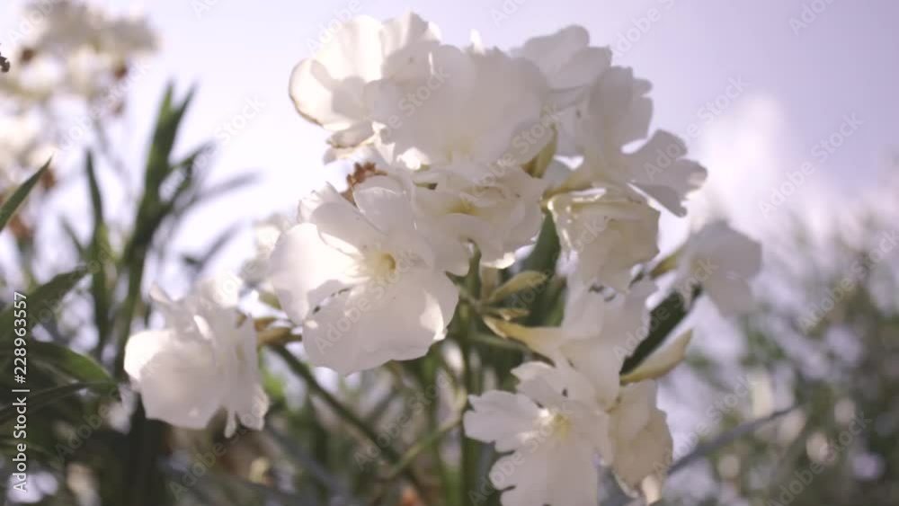 Beautiful white greek flowers on sunny bright day Beautiful white greek flowers on sunny bright day