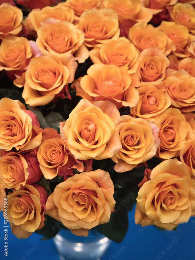 Fototapeta premium バラの花