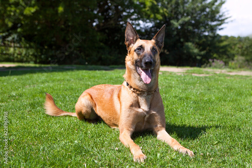 Malinois, practising Down-Stay laying on a lawn in the sunshine