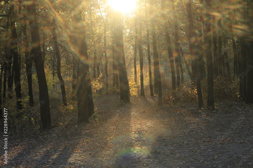 Obraz premium forest, autumn, nature, trees, tree, landscape, fall, road, woods, park, fog, path, green, leaves, light, sun, mist, wood, morning, season, foliage, sunlight, yellow