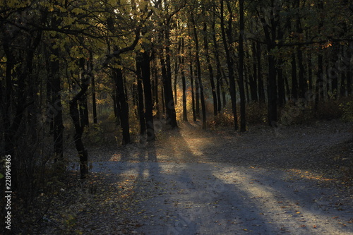 forest, autumn, nature, trees, tree, landscape, fall, road, woods, park, fog, path, green, leaves, light, sun, mist, wood, morning, season, foliage, sunlight, yellow © Елизавета Привалова