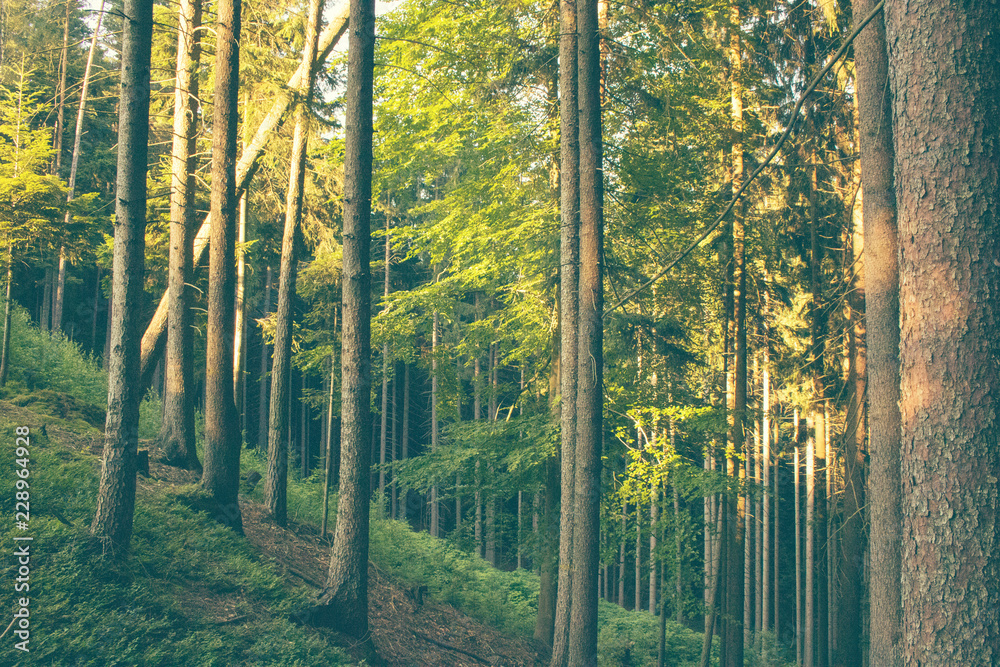 Fototapeta premium forest light thru trees