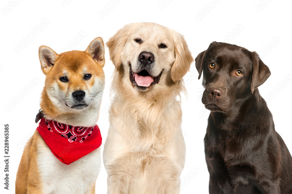 Labrador, Shiba Inu wearing a red scarf, Golden Retriever, in fr Labrador, Shiba Inu wearing a red scarf, Golden Retriever, in fr