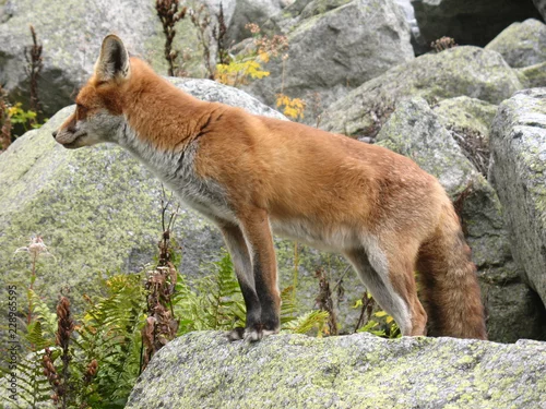 Fototapeta Lis rudy (Vulpes vulpes) w słowackich Tatrach