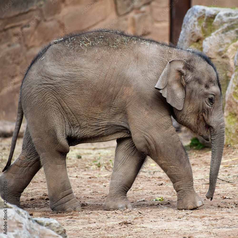 Fototapeta premium Baby elephant