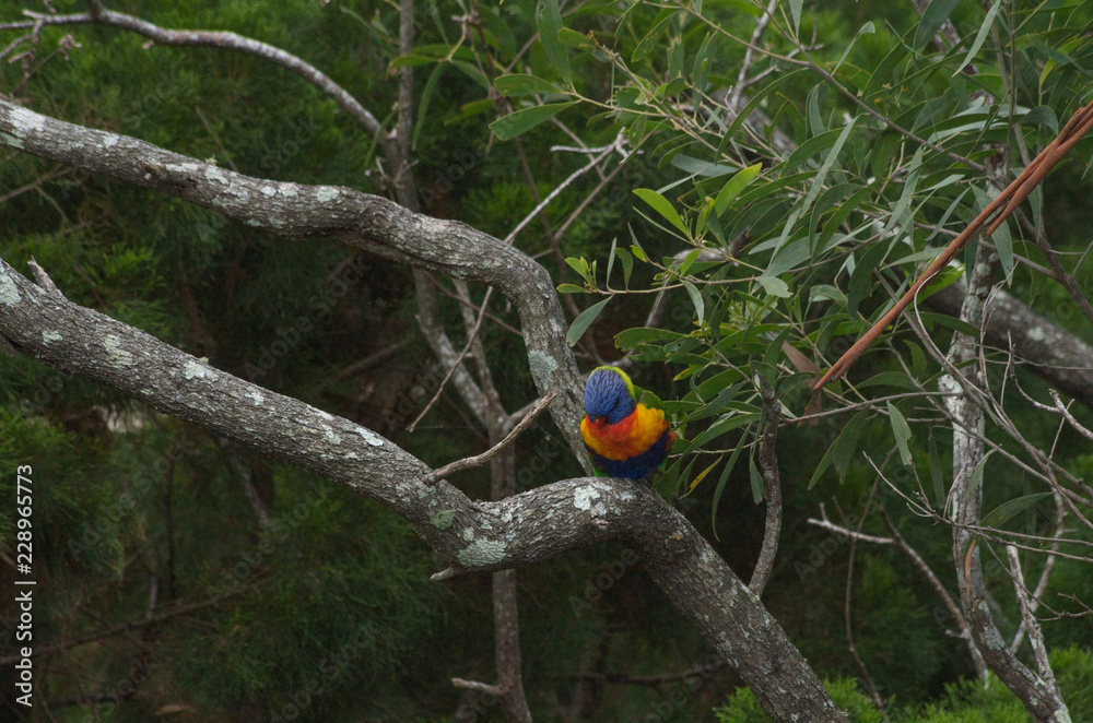 Lorikeet sitting on a branch feeding Lorikeet sitting on a branch feeding