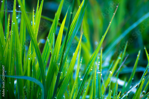 Green grass water drops