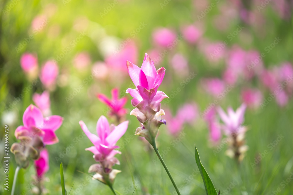 close up of Dok krachiao blooming or Pink Siam-Tulip festival Chaiyaphum Thailand close up of Dok krachiao blooming or Pink Siam-Tulip festival Chaiyaphum Thailand