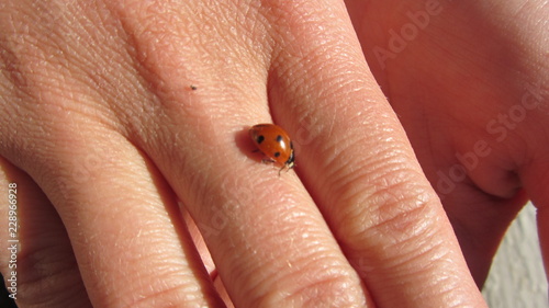 ladybug on hand