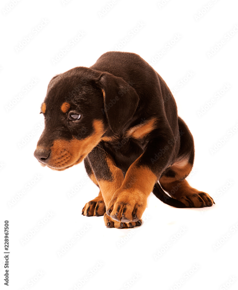  Dobermann Puppy on the Move, looking unhappy and crouching down.  Isolated on white background.
