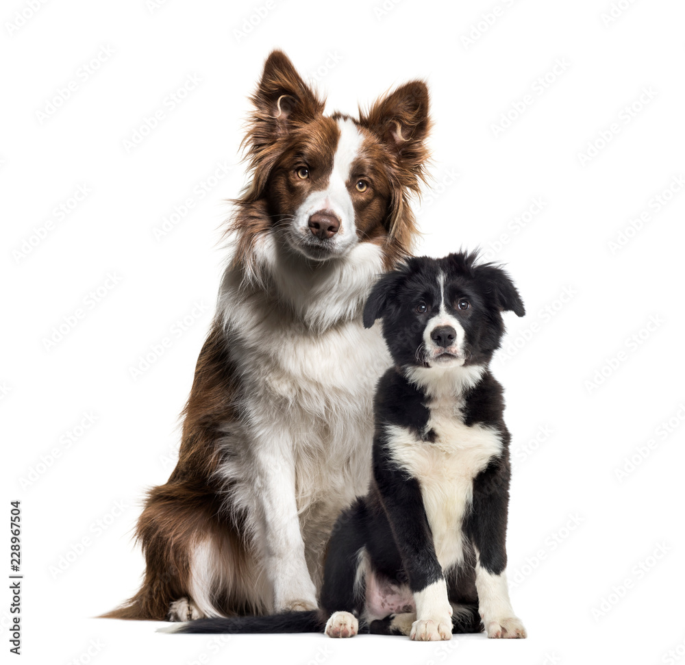 Puppy border collie dog, Border Collie, in front of white backgr