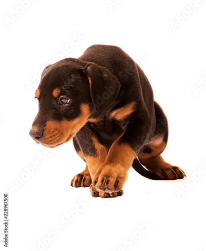  Dobermann Puppy on the Move  looking unhappy and crouching down.  Isolated on white background.