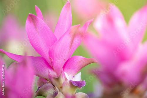 close up of Dok krachiao blooming or Pink Siam-Tulip festival Chaiyaphum Thailand