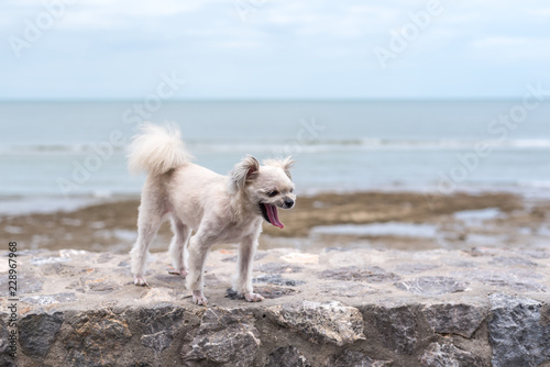 Dog happy fun on rocky beach when travel at sea