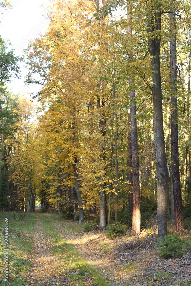 Fototapeta premium Empty road leading through fall foliage forest in the autumn