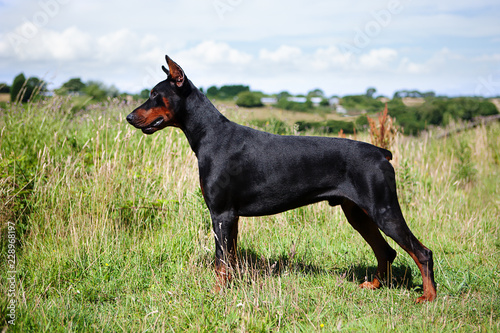 Canvas Print Cropped and Docked Male Dobermann dog standing in a field, side view