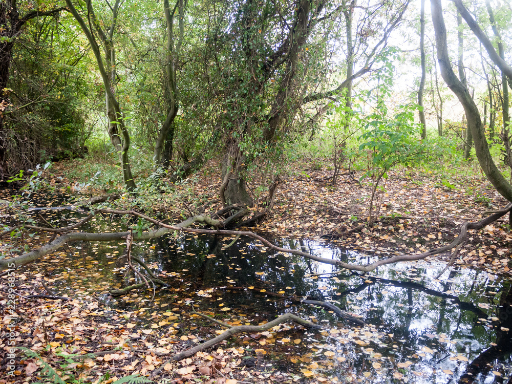 Autumn fallen leaves forest trees nature landscape lake wivenhoe