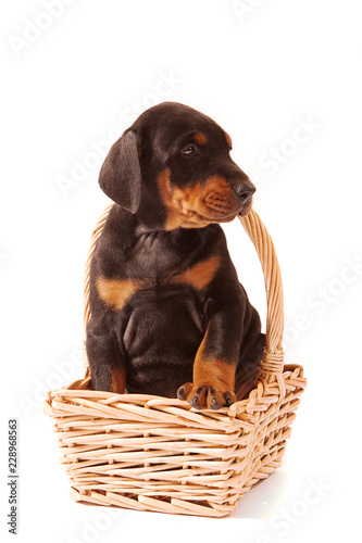 Dobermann Puppy sitting in small wicker flower basket looking right. Isolated on white