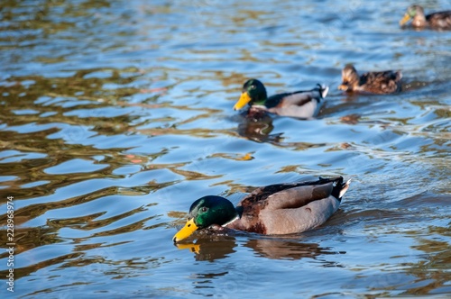 Three ducks in the water