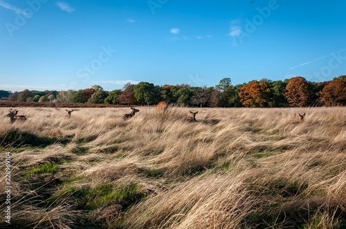Deer in grass field with clear blue skie