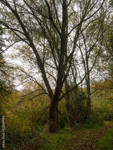 beautiful large tall trees green outside path landscape nature autumn