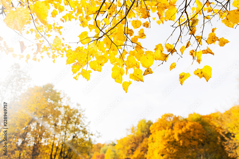 Autumnyellow forest. Sunny landscape of yellow park. Bright orange trees. Maple