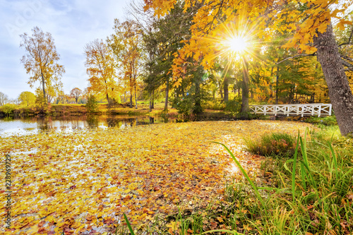 Autumn at a pond covered in...