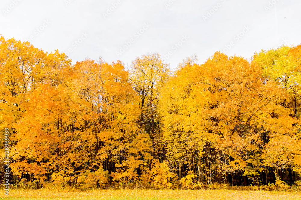 Fototapeta premium Autumnyellow forest. Sunny landscape of yellow park. Bright orange trees. Maple