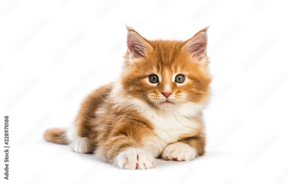 Maine coon kitten, 8 weeks old, in front of white background Maine coon kitten, 8 weeks old, in front of white background